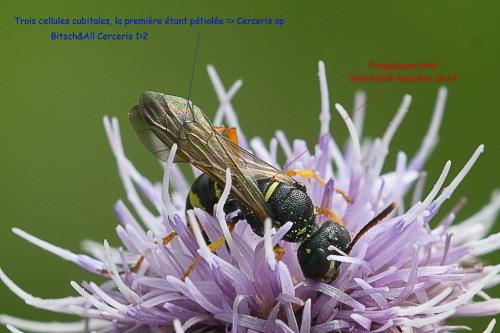 Réf. 235 473 : Cerceris quinquefasciata
